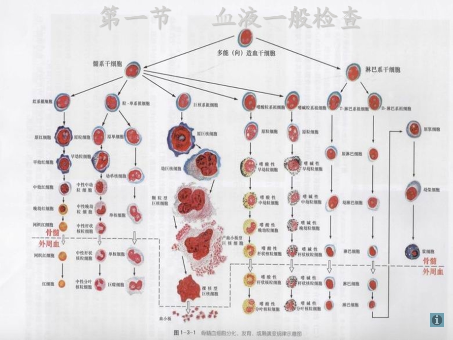 实验诊断学ppt课件.ppt_第3页