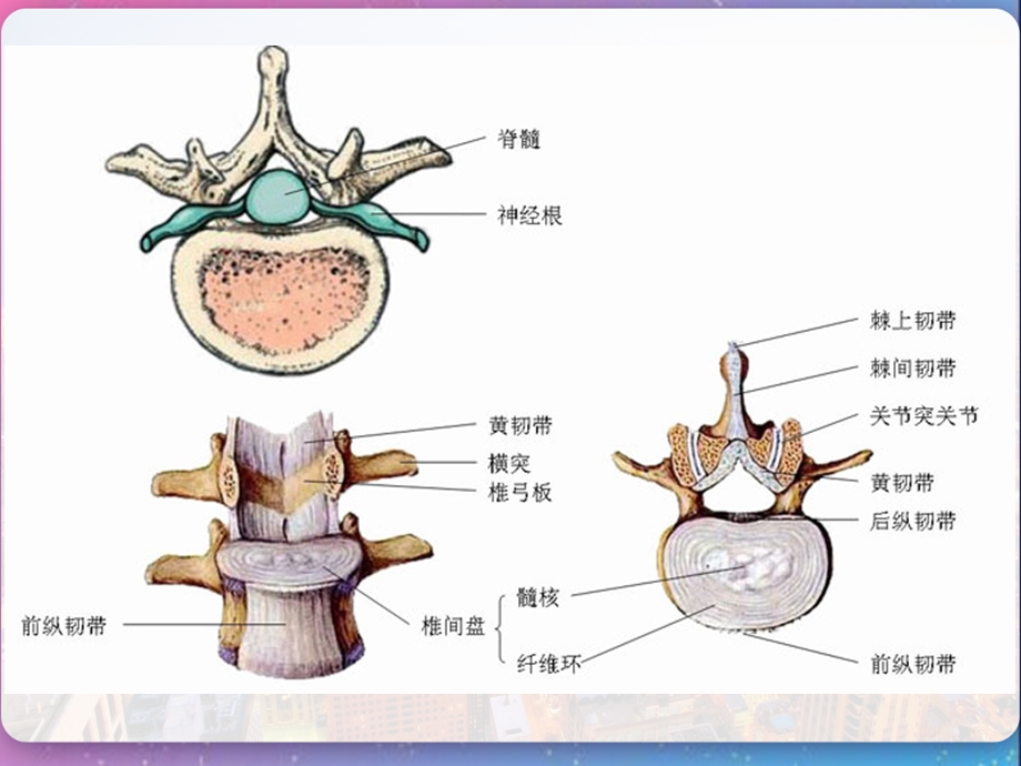 人体脊椎变形危害及正骨宝课件.pptx_第3页