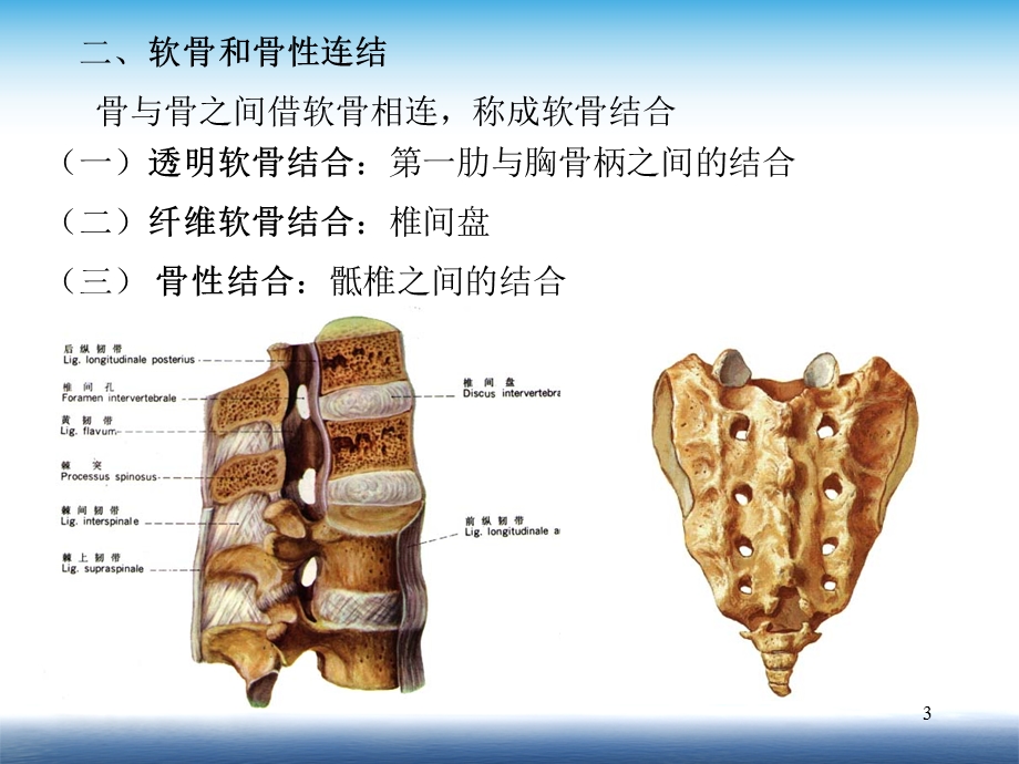 人体解剖学关节学课件.ppt_第3页