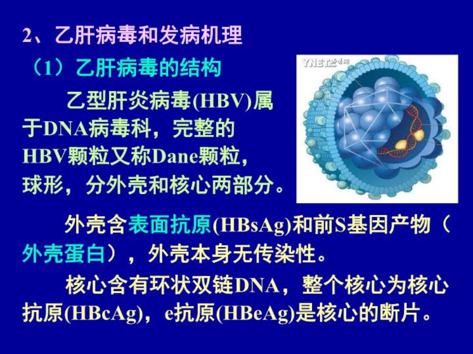 乙肝及其治疗 课件.ppt_第2页