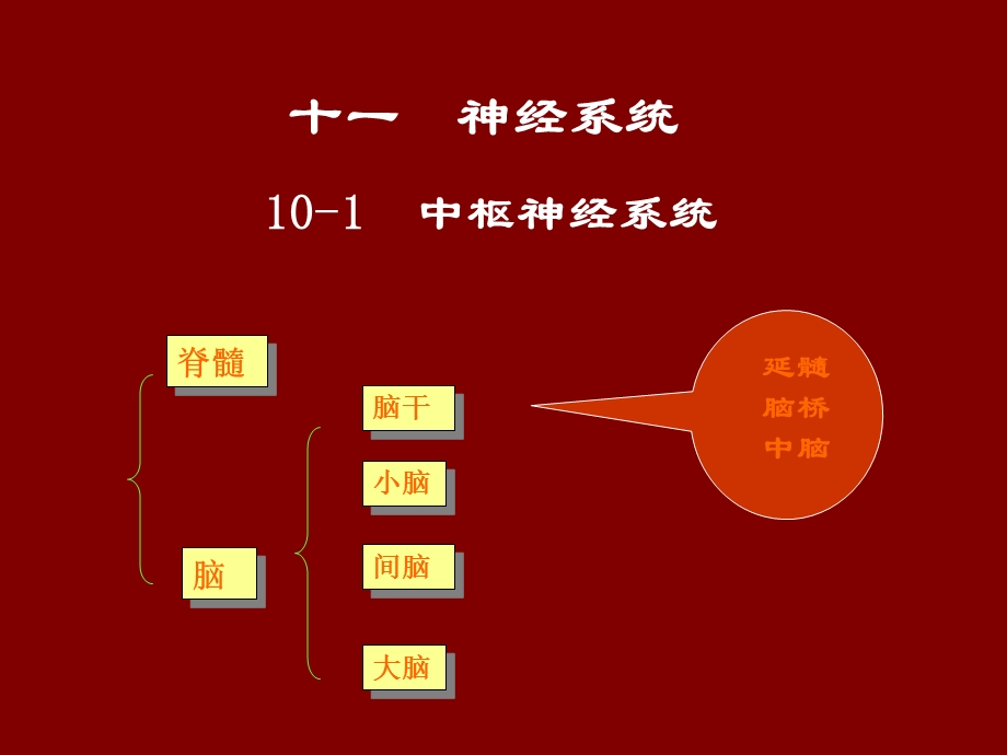 动物解剖学之十一 神经系统课件.ppt_第2页