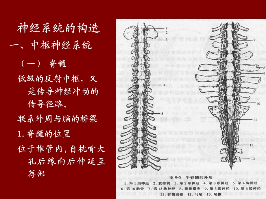 动物解剖学之十一 神经系统课件.ppt_第3页