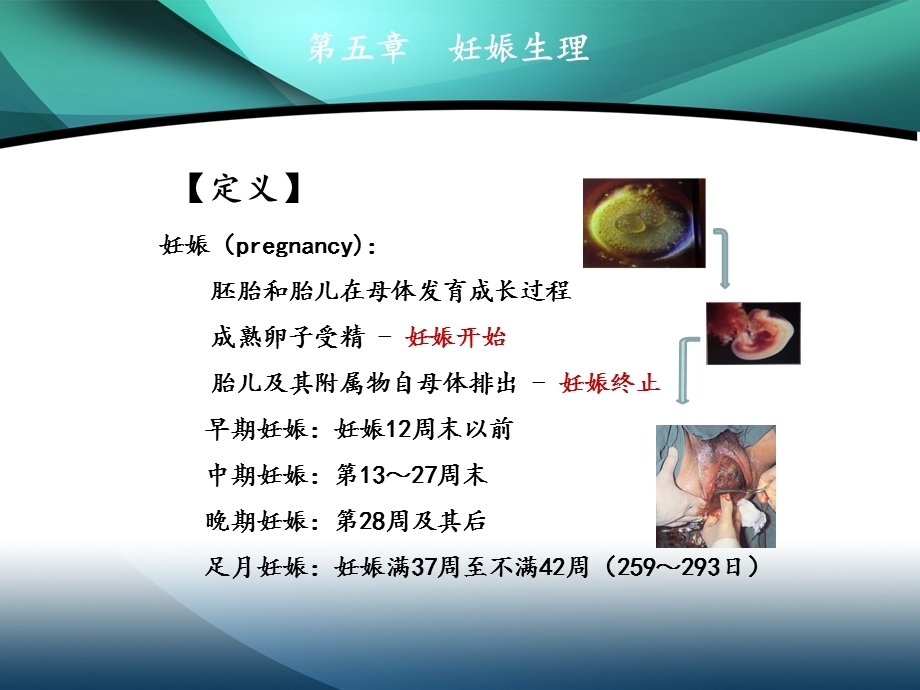 八年制妊娠生理课件.ppt_第3页