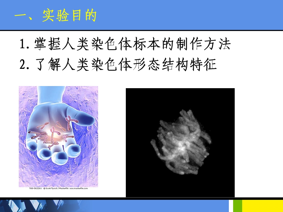 人类外周血淋巴细胞的培养及染色体标本制备课件.ppt_第2页