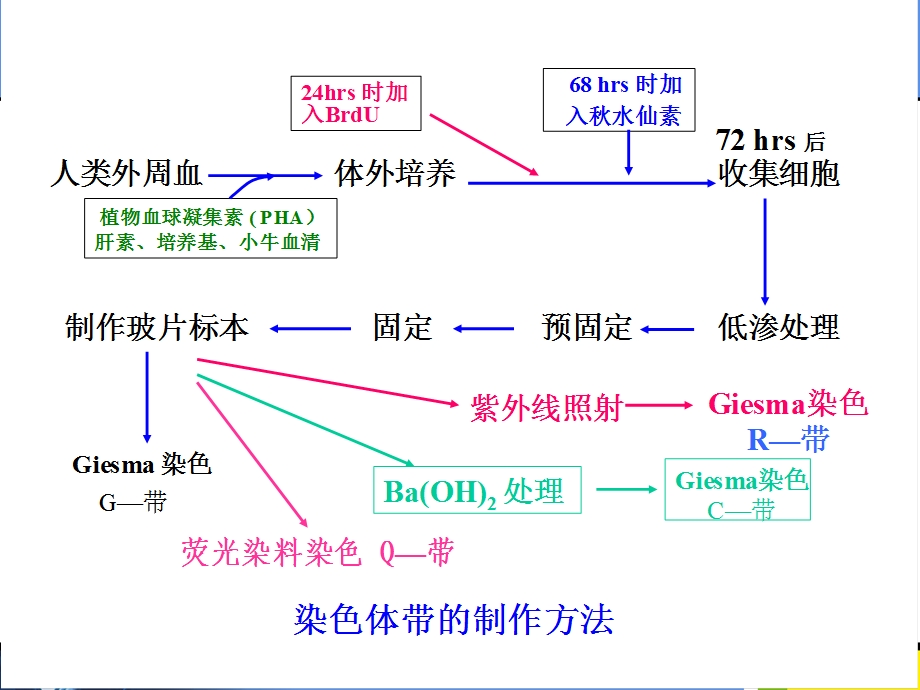 人类外周血淋巴细胞的培养及染色体标本制备课件.ppt_第3页