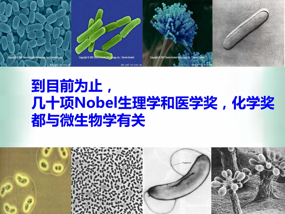 人教选修一21微生物的实验室培养ppt课件第一课时.ppt_第2页