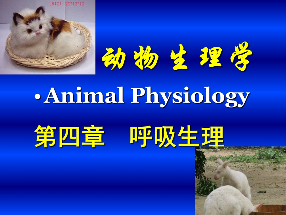 动物生理学 第四章课件.ppt_第1页