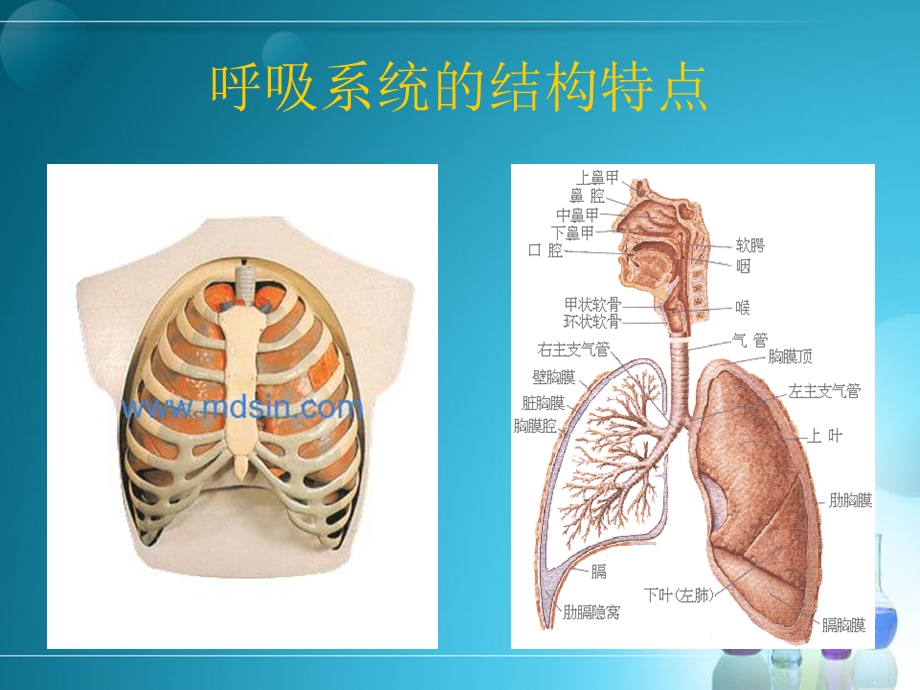 呼吸系统总论集课件.ppt_第3页