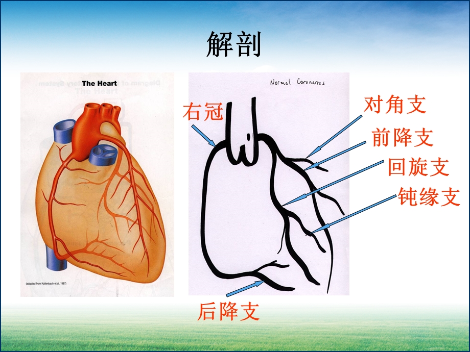 体外循环下冠脉搭桥术课件.ppt_第3页