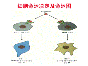 发育生物学——细胞命运决定课件.ppt