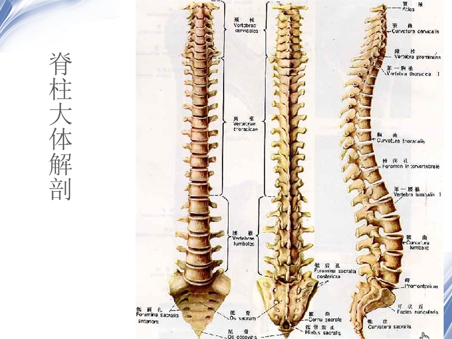 医学影像 脊柱外伤影像学表现课件.ppt_第2页