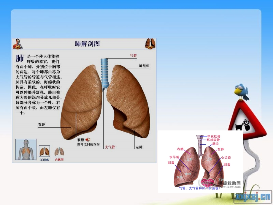 冠脉介入术后护理要点课件.ppt_第2页