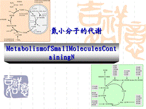 动物生物化学 11 含氮小分子代谢课件.ppt