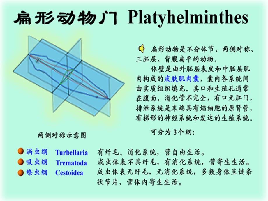 大学动物学扁形动物课件.ppt_第2页