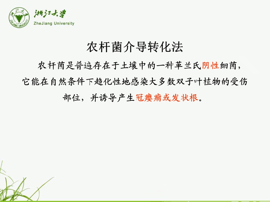 农杆菌介导法课件.ppt_第1页