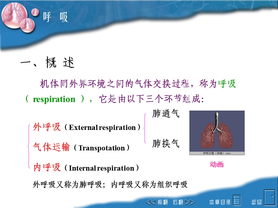 动物生理学第四章 呼吸 复制课件.ppt_第2页