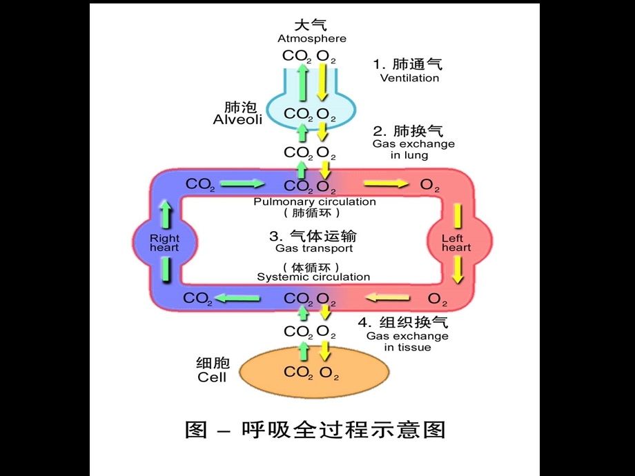 动物生理学第四章 呼吸 复制课件.ppt_第3页