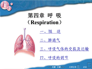 动物生理学第四章 呼吸 复制课件.ppt