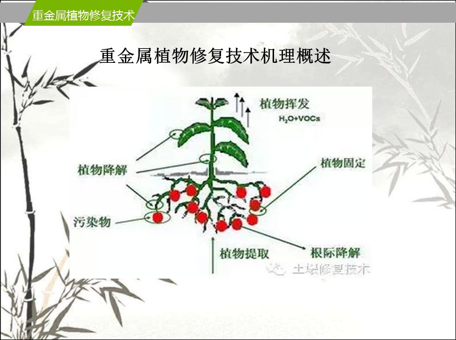 土壤重金属污染的植物修复技术课件.pptx_第3页