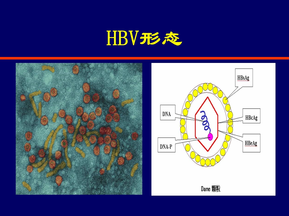 乙肝科普幻灯课件.ppt_第3页