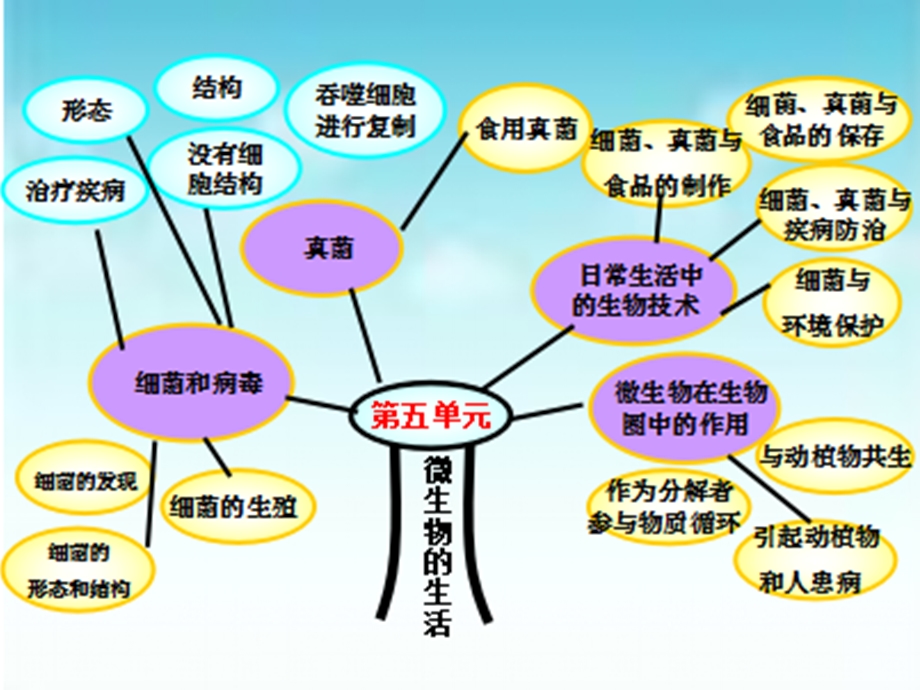 八年级生物酵母菌和霉菌课件.ppt_第2页