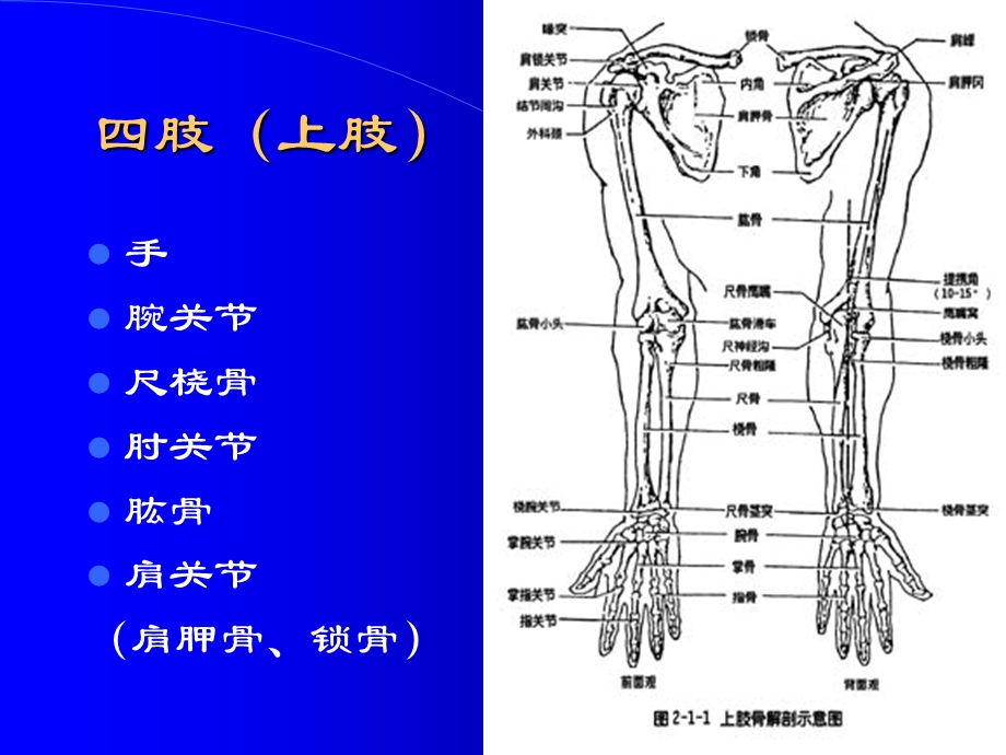 四肢的拍摄方法资料课件.ppt_第3页