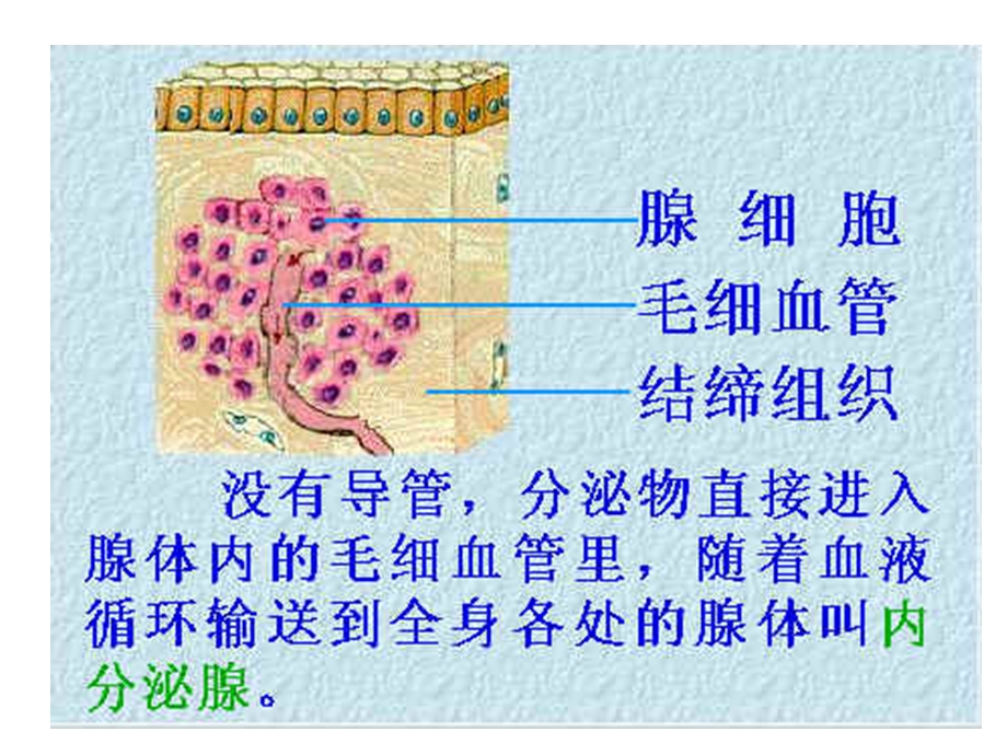 内分泌腺和外分泌腺课件.ppt_第3页