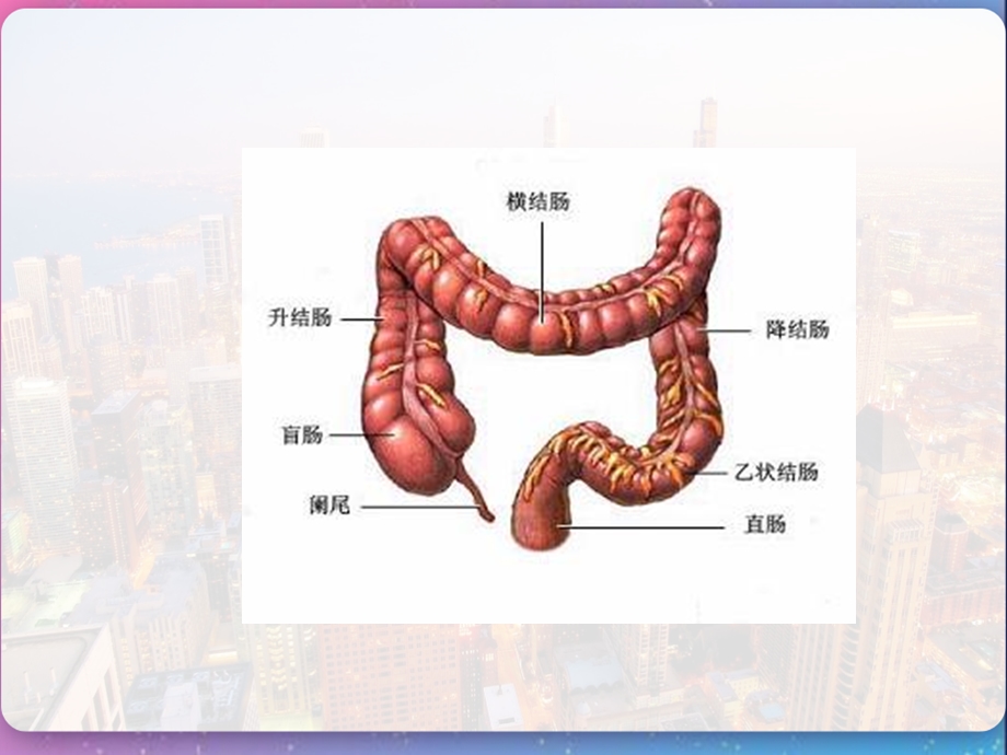 内镜下肠息肉摘除术的护理课件.pptx_第3页