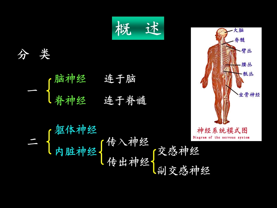 周围神经系统’课件.ppt_第2页