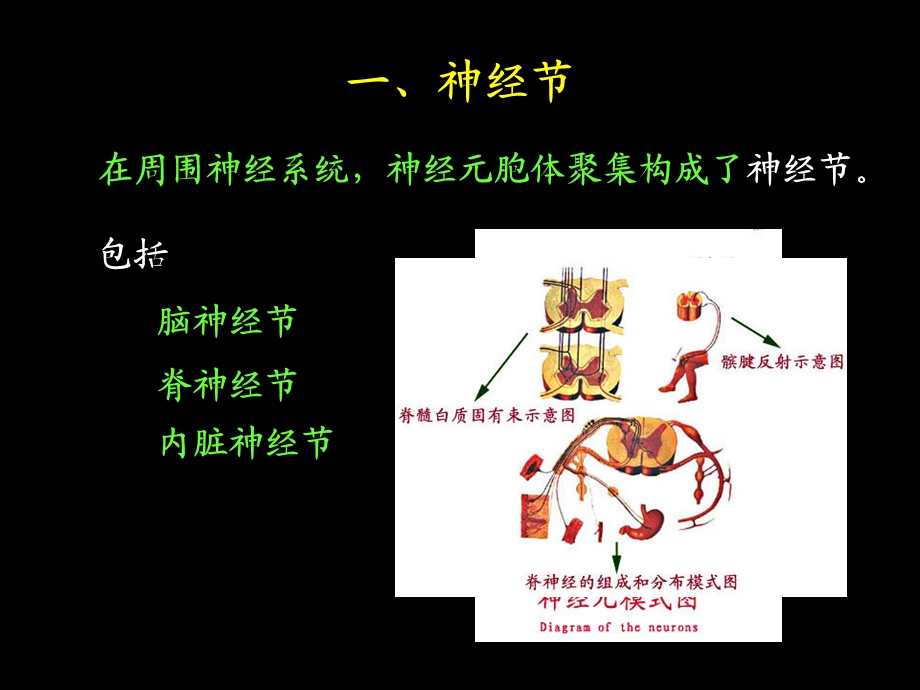 周围神经系统’课件.ppt_第3页