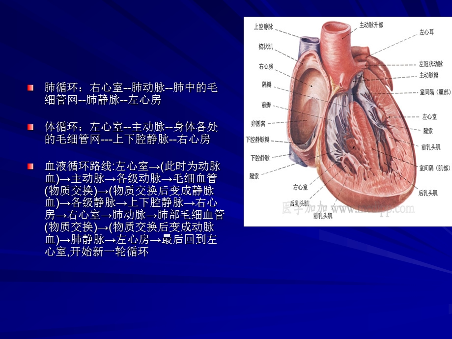 先天性心脏病的介入术护理课件.ppt_第2页