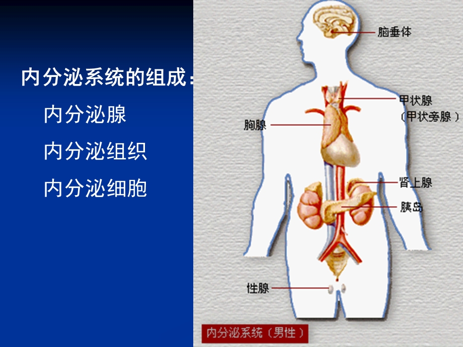 内分泌系统经典疾病课件.ppt_第2页