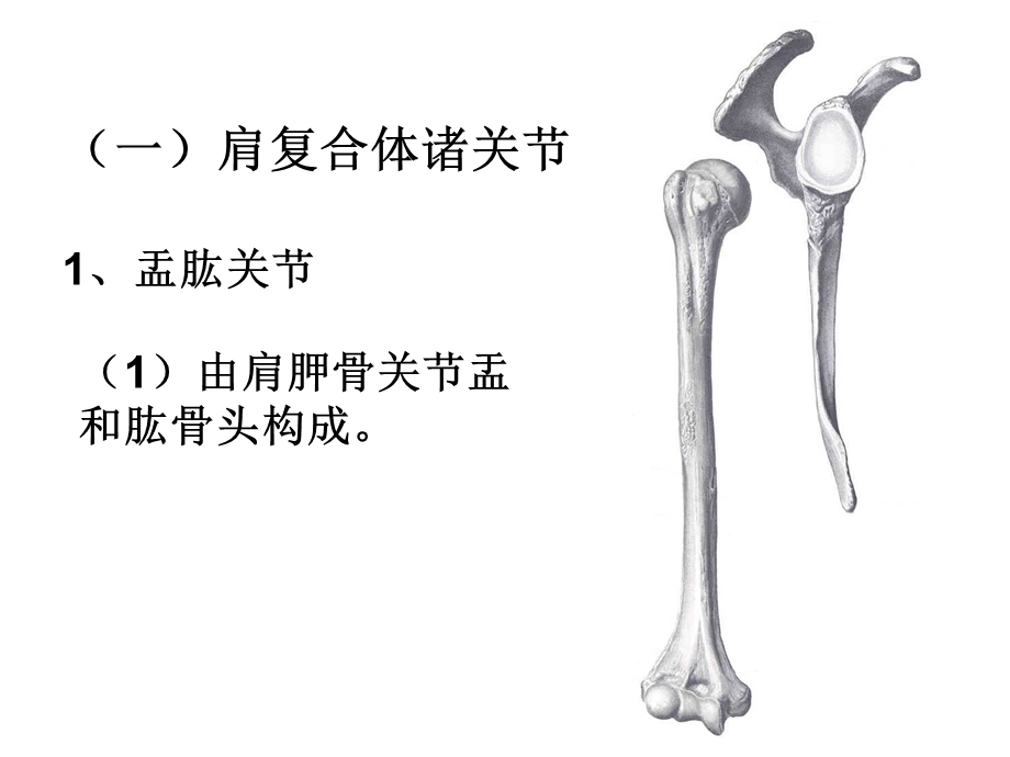 上肢关节运动课件.ppt_第3页