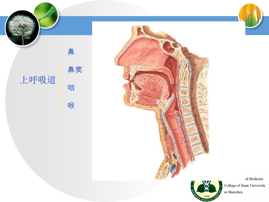 呼吸机使用课件.ppt_第3页