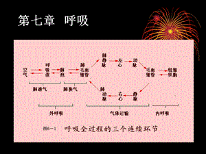 人体生理学 07呼吸课件.ppt