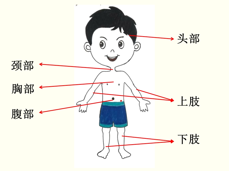 可爱的身体 课件.ppt_第3页