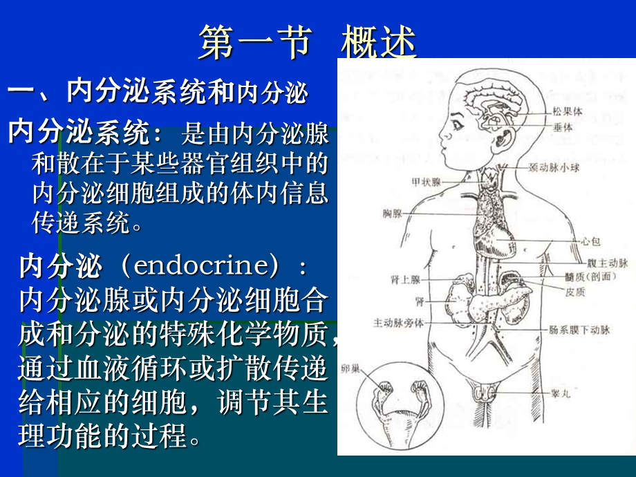 内分泌生理讲解课件.ppt_第2页