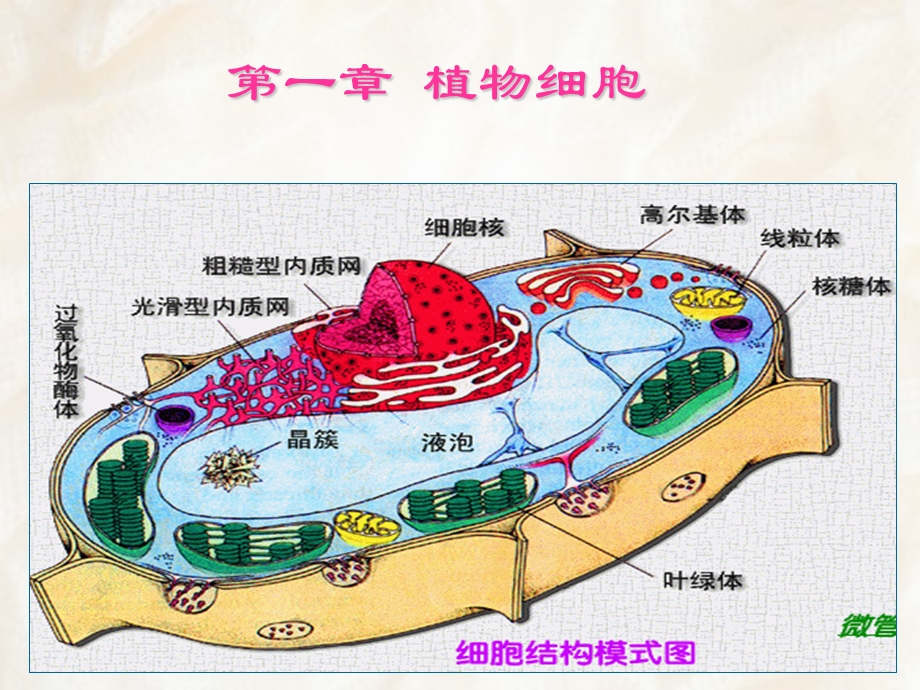 大学植物学ppt课件第一章植物细胞.ppt_第2页