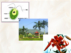 大学植物学ppt课件第一章植物细胞.ppt