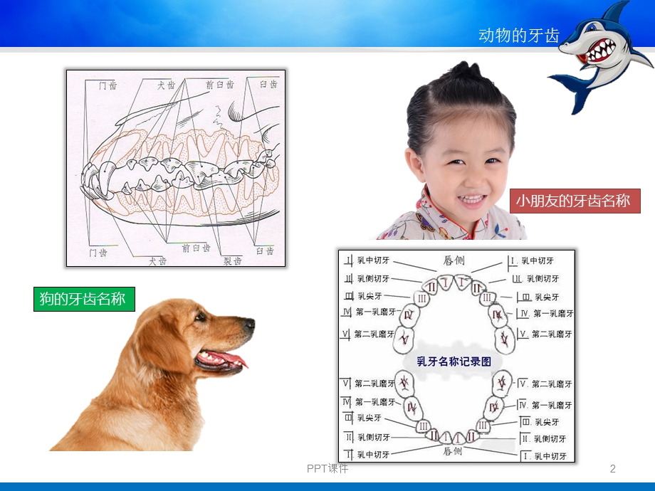 动物的牙齿课件.ppt_第2页