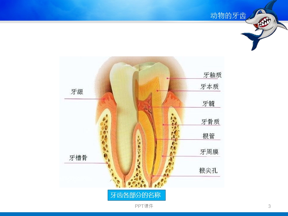 动物的牙齿课件.ppt_第3页