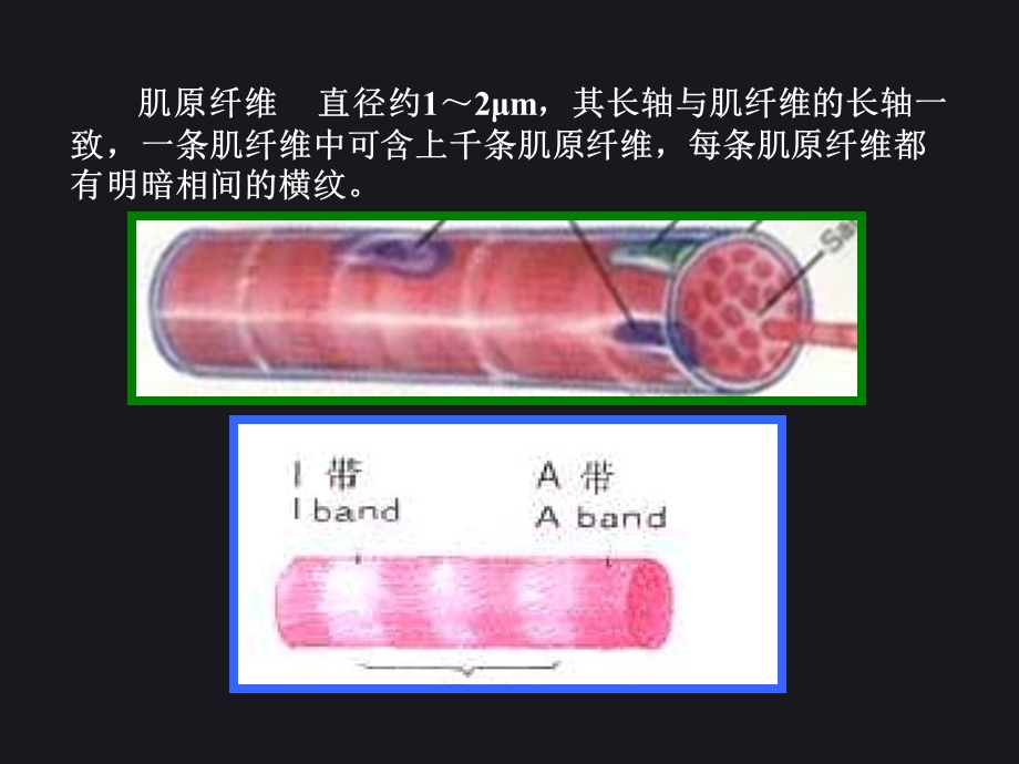 人体解剖生理学ppt课件.ppt_第3页