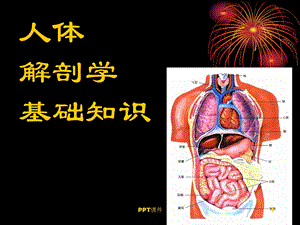 人体解剖学基础课件.ppt