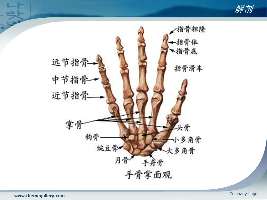 体外冲击波治疗月骨缺血性坏死课件.ppt_第2页