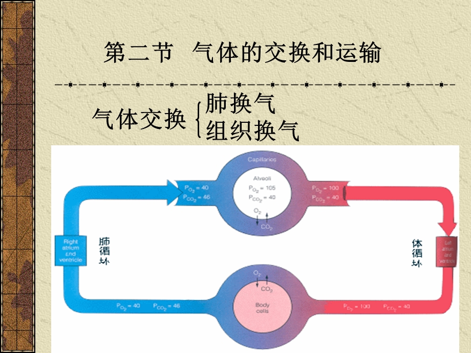 大学生理学呼吸课件.ppt_第1页