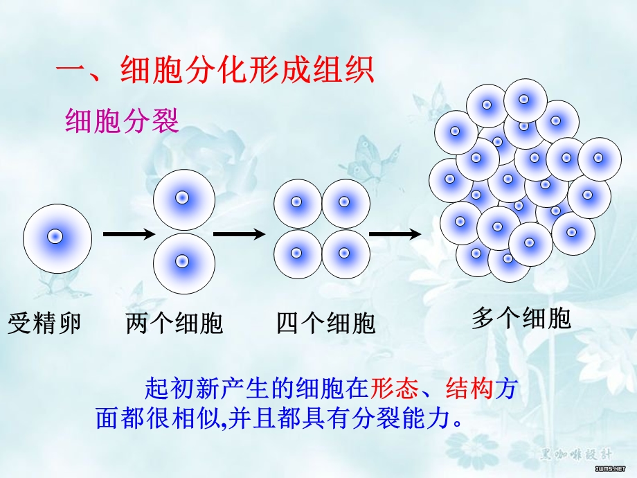 动物体的结构层次ppt课件.ppt_第3页