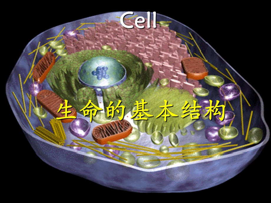 人体解剖生理学ppt课件JC整理 第二章 人体的基本组成.ppt_第3页