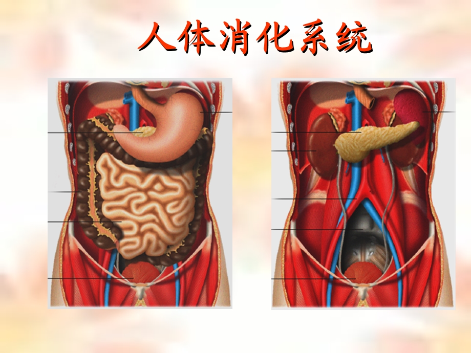 专业医师告诉你怎样注意饮食营养与健康课件.ppt_第3页