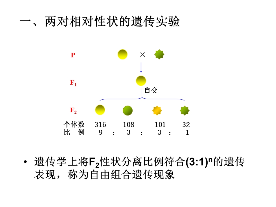 基因的自由组合定律课件.ppt_第2页