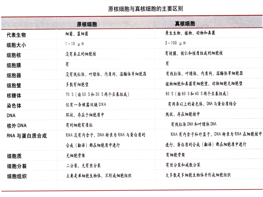 化学微生物学ppt课件第2章真核.ppt_第2页